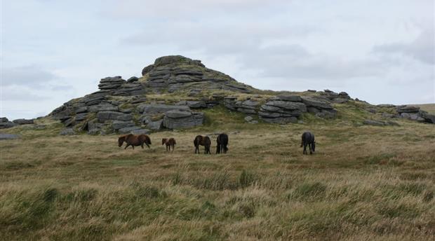 Dartmoor National Park Picture 5