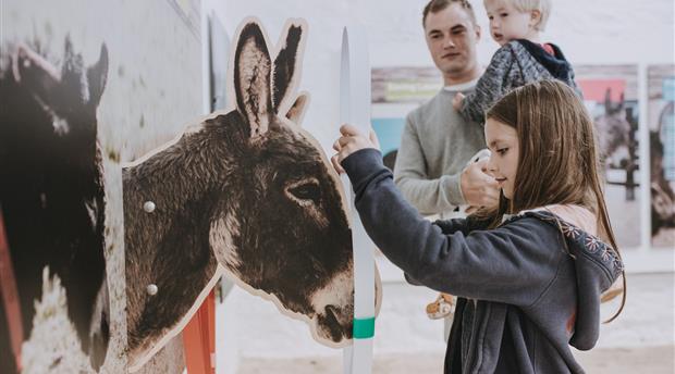 The Donkey Sanctuary Picture 3