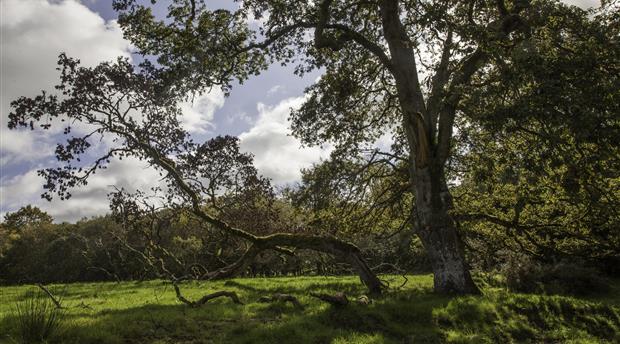 North Devon National Trust Picture 4