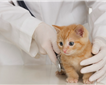 Bideford Torbridge Veterinary Hospital Picture